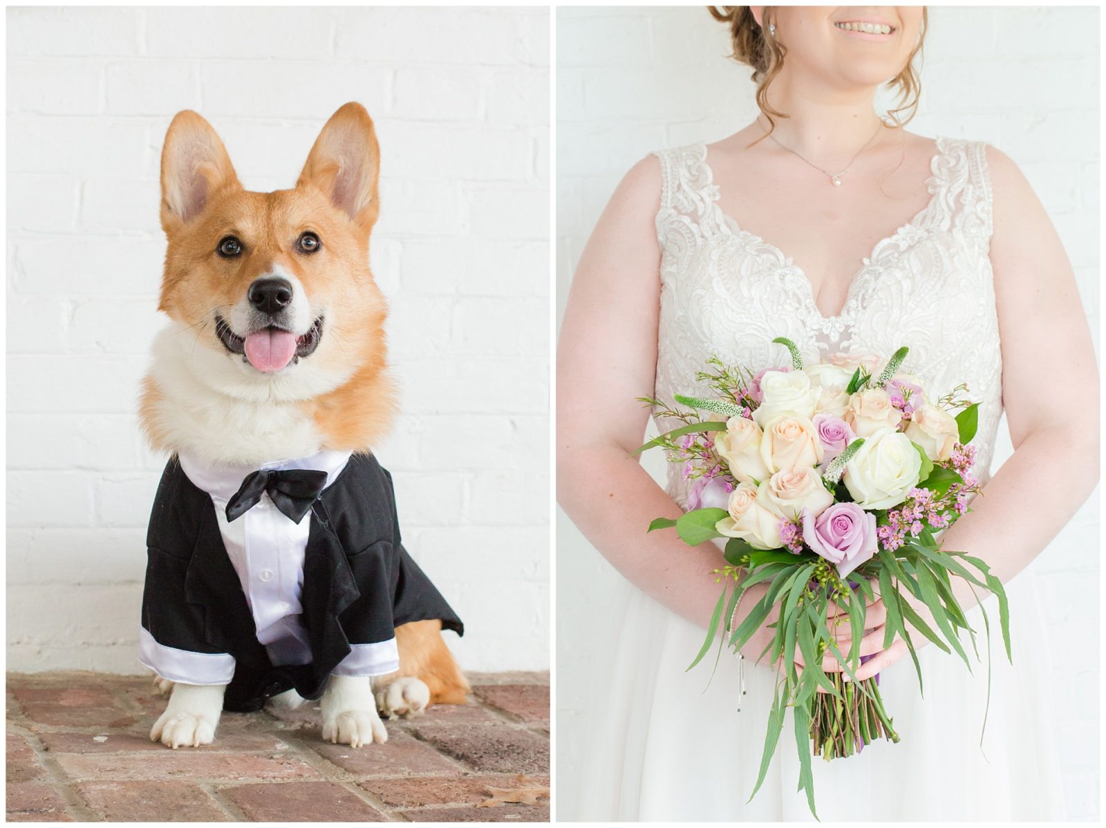 Corgi Dog Wedding Photos at Ashford Acres Inn in Cynthiana, Kentucky.